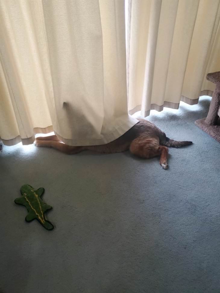 Dogs Caught In Funny and Bizarre Situation hiding behind the curtain