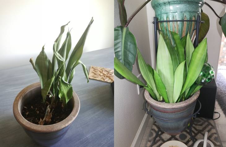 Neglected Plants Before and After shriveled succulent