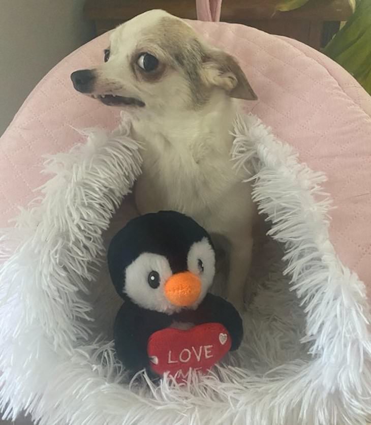 Dogs Caught In Funny and Bizarre Situation, Just posing dor the camera with his favorite plush toy