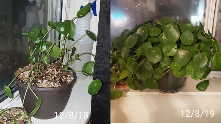 Neglected Plants Before and After Pilea Peperomioides