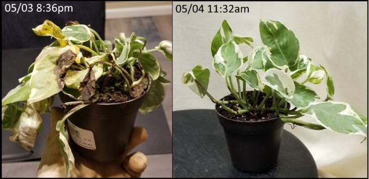 Neglected Plants Before and After 15 hours later