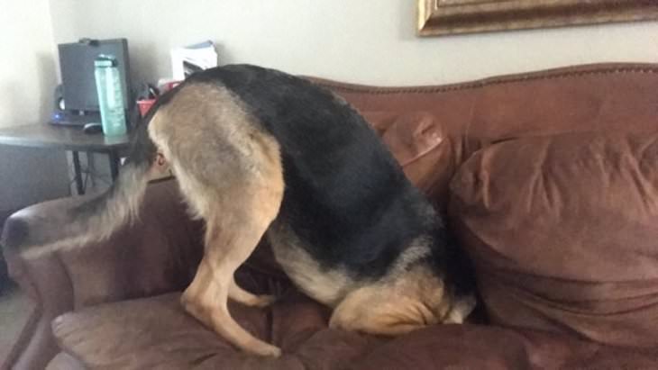 Dogs Caught In Funny and Bizarre Situation head in the sofa