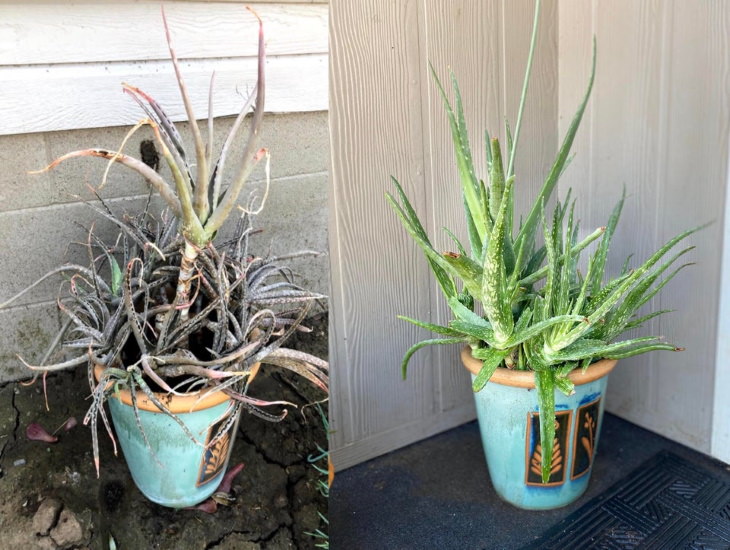 Neglected Plants Before and After aloe