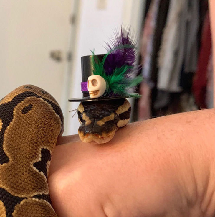 16 Funny Photos of Snakes in Hats, hat with skull