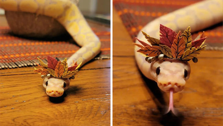 16 Funny Photos of Snakes in Hats leaf crown