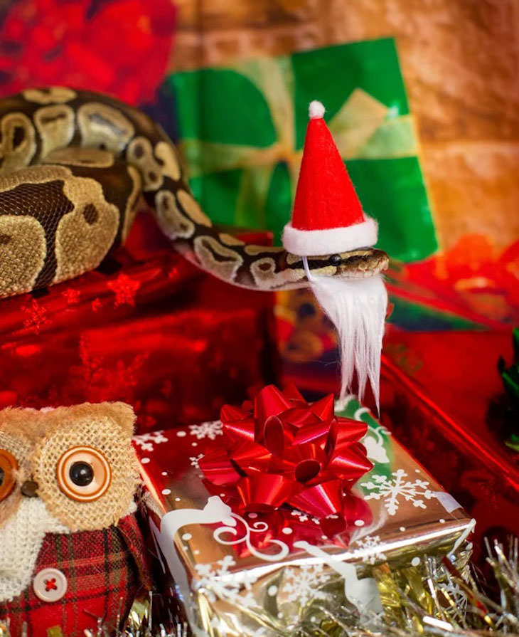 16 Funny Photos of Snakes in Hats christmas