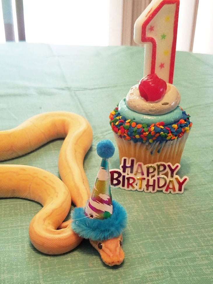 16 Funny Photos of Snakes in Hats birthday hat