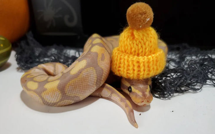 16 Funny Photos of Snakes in Hats beanie