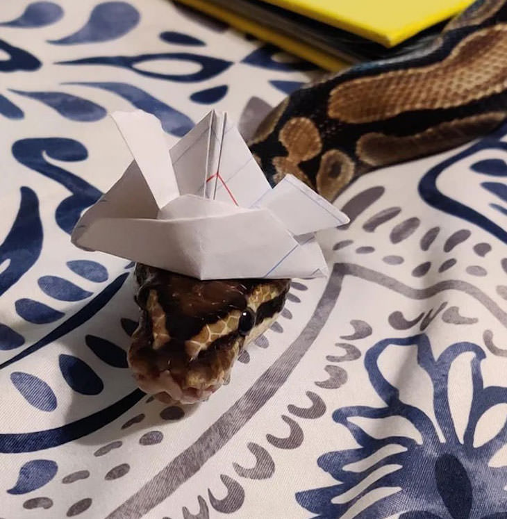 16 Funny Photos of Snakes in Hats paper hat