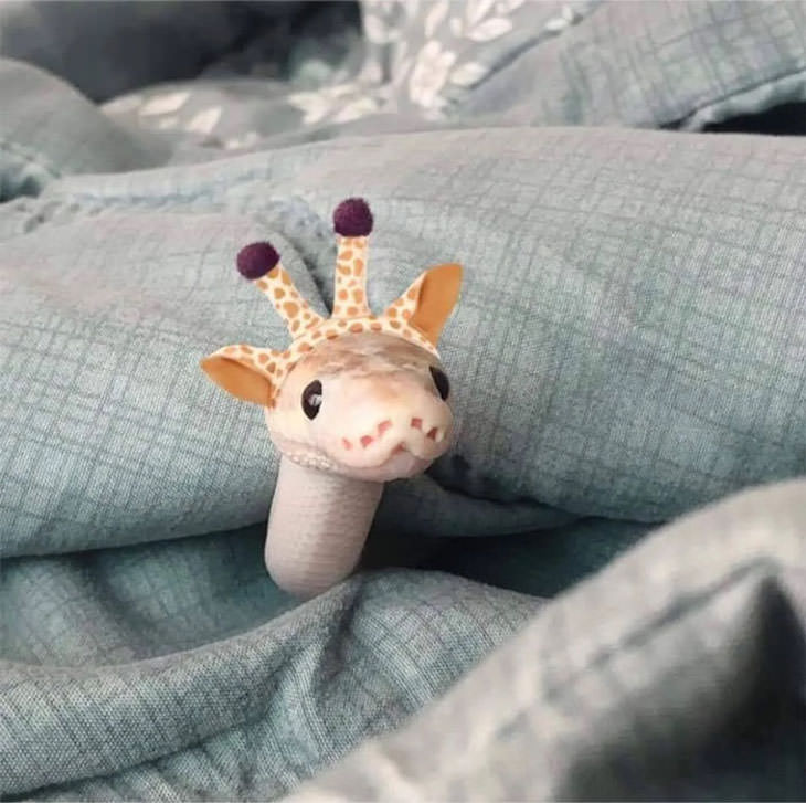 Adorable photos of 16 Snakes in Hats