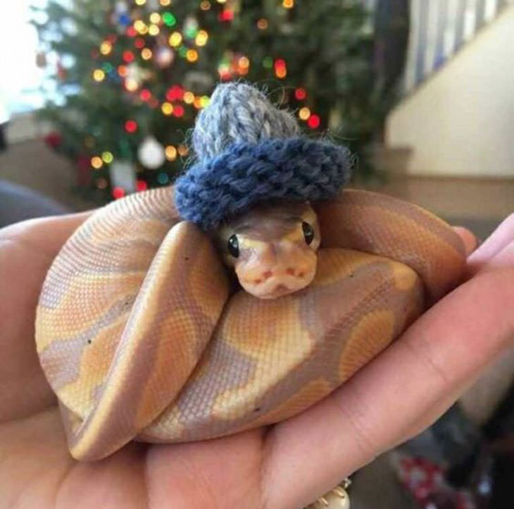 16 Funny Photos of Snakes in Hats knitted hat