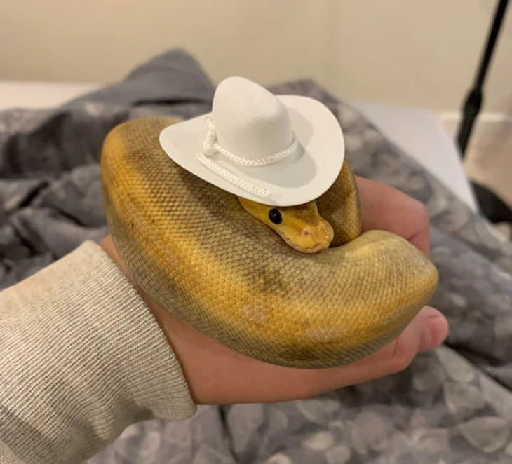 16 Funny Photos of Snakes in Hats cowboy hat
