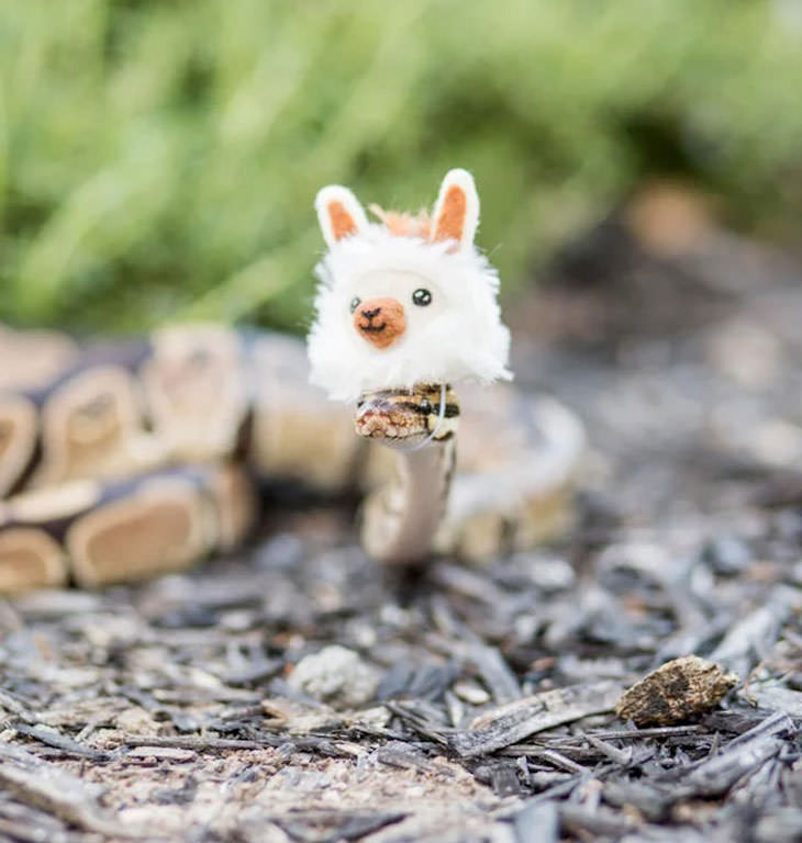 16 Funny Photos of Snakes in Hats llama
