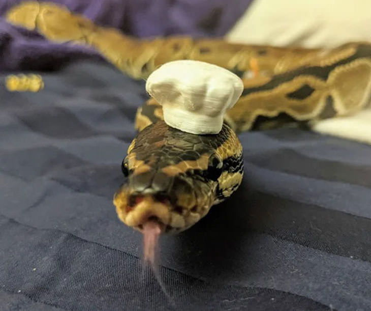 16 Funny Photos of Snakes in Hats chef