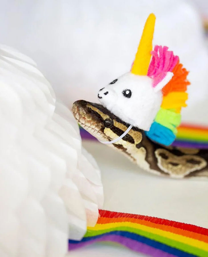 16 Funny Photos of Snakes in Hats unicorn