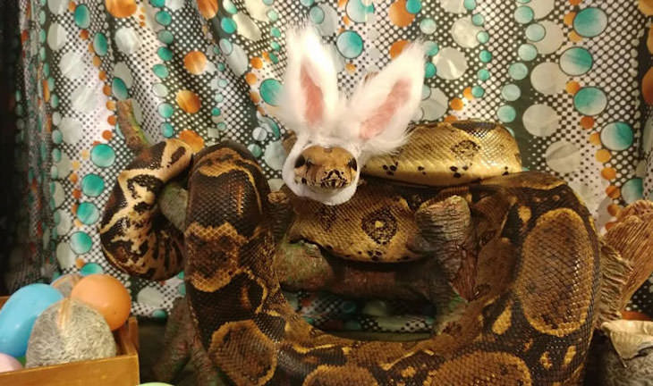 16 Funny Photos of Snakes in Hats bunny ears