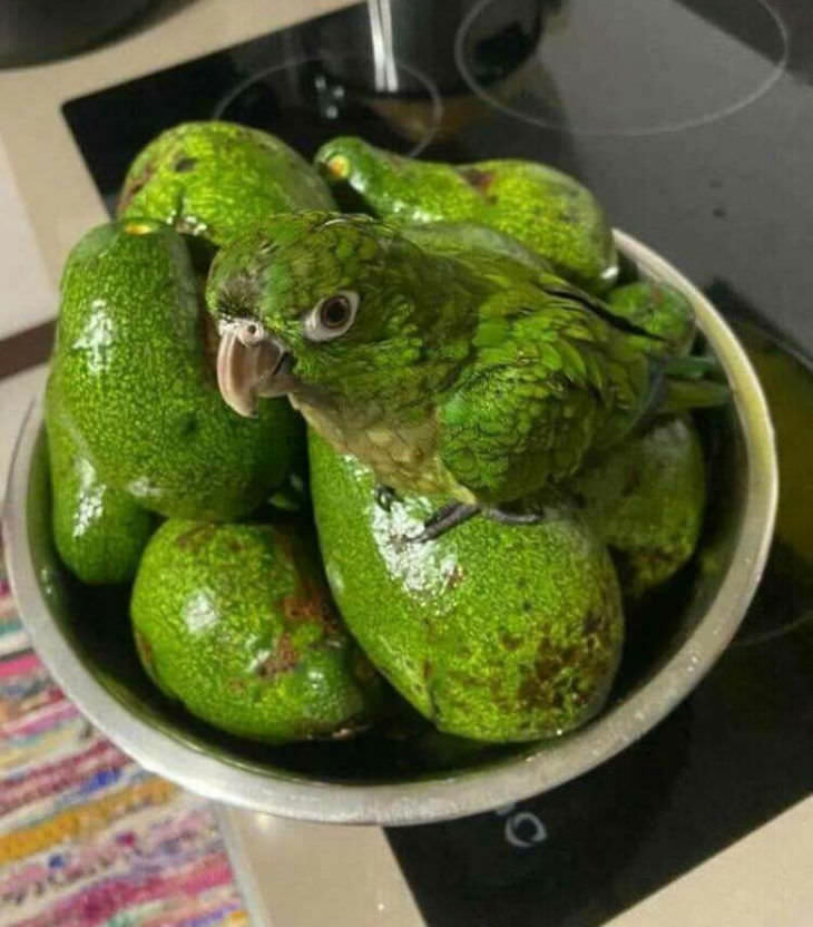 16 Images of Perfect Accidental Camouflage green parrot and avocadoes