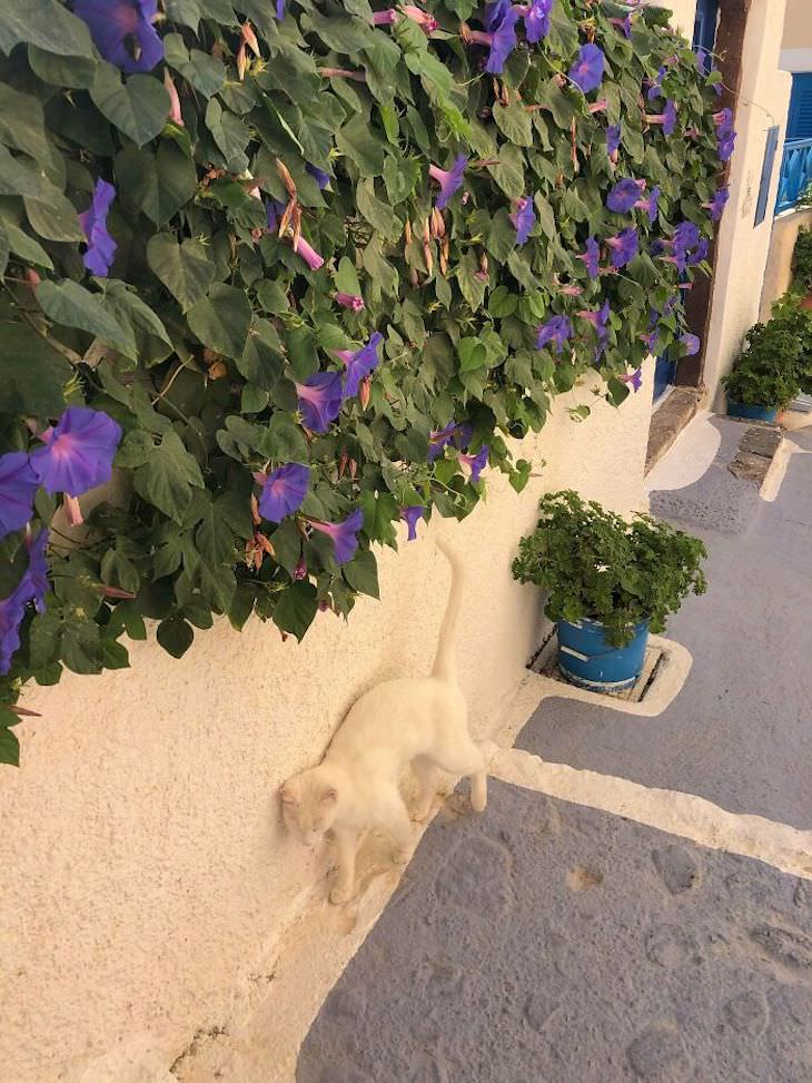 16 Images of Perfect Accidental Camouflage cat matches wall