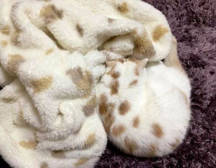 16 Images of Perfect Accidental Camouflage cat and blanket