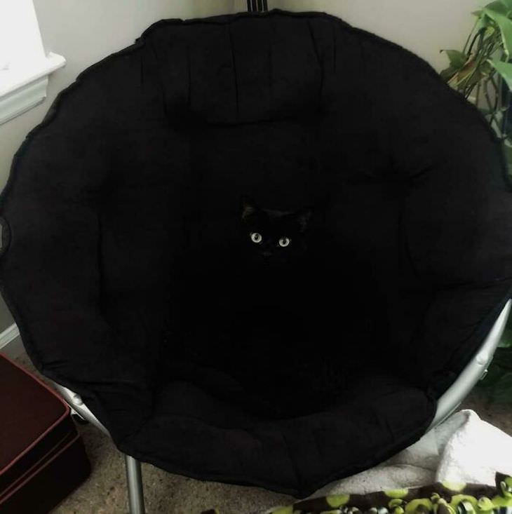 16 Images of Perfect Accidental Camouflage black kitten on black sofa