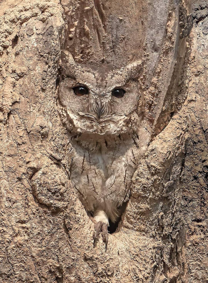 16 Images of Perfect Accidental Camouflage owl