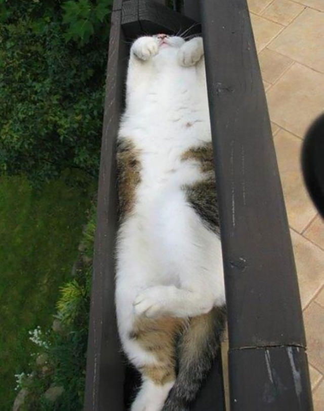 cats chilling in odd places sleeping belly up