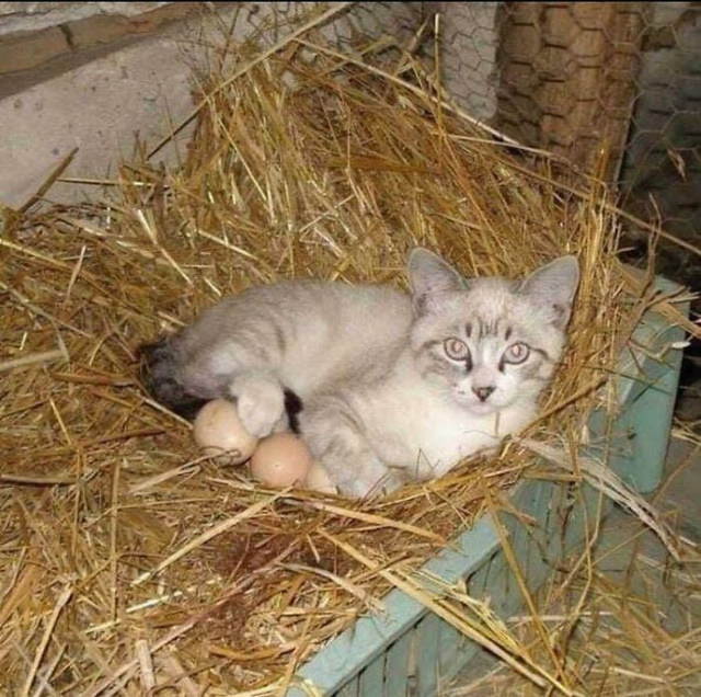 cats chilling in odd places sitting in a nest