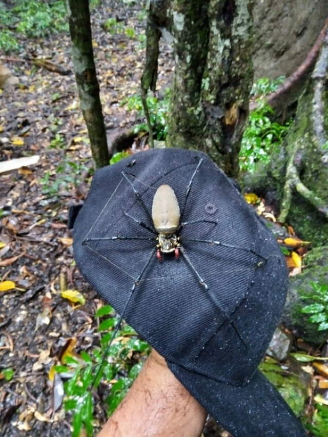 Comparison Photos female golden orb-weaver on a baseball hat