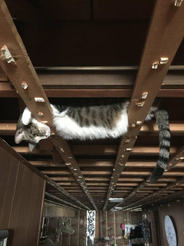 cats chilling in odd places hanging from room