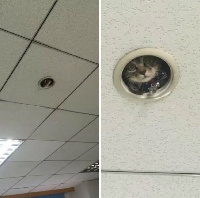 cats chilling in odd places ceiling cat