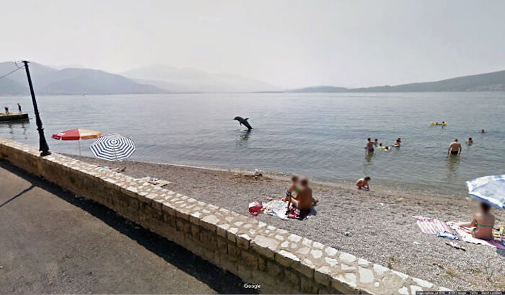 Unusual Images Caught in Google Street View dolphin
