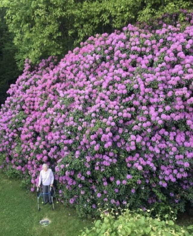 Comparison Photos 100 year old Rhododendron and the woman who planted it 