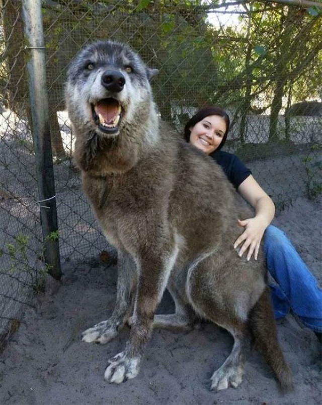 Comparison Photos Yuki, a giant and lovable wolf-dog