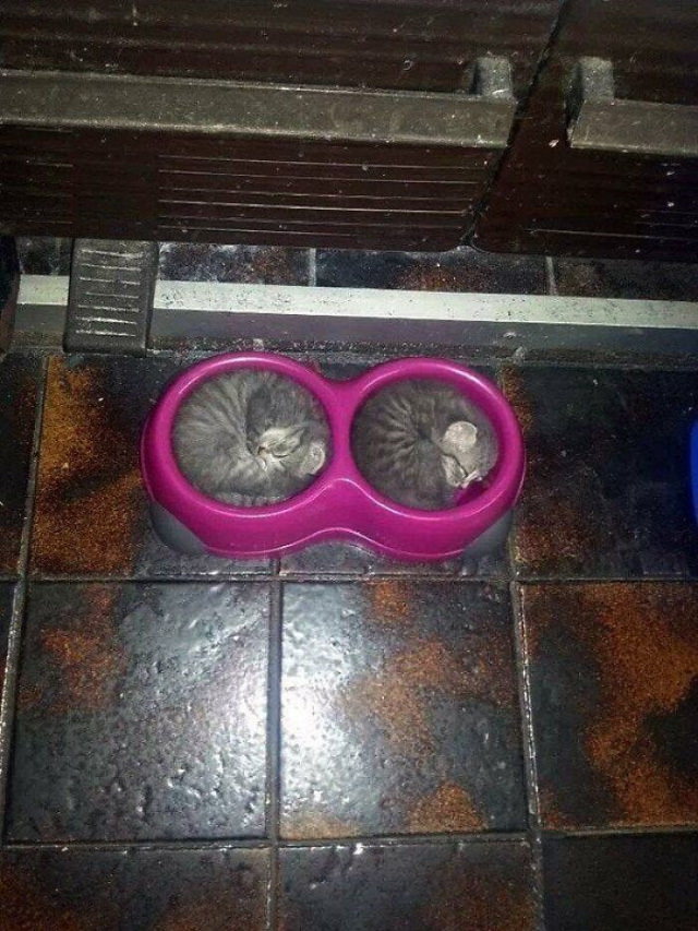 cats chilling in odd places nap in the bowl