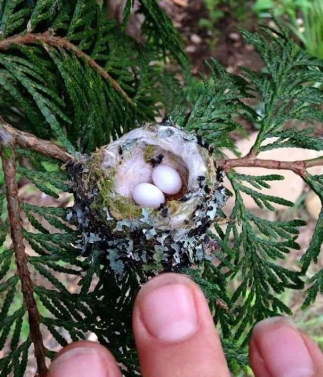 Comparison Photos A hummingbird nest with eggs
