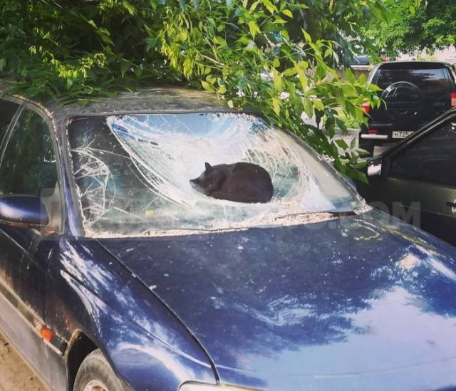 cats chilling in odd places dent in the car