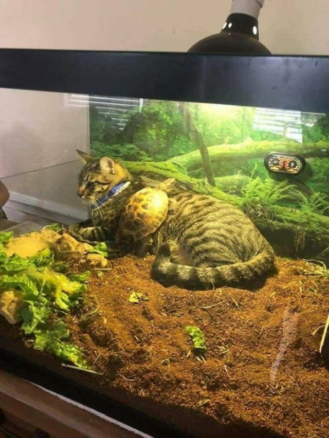 cats chilling in odd places cat terrarium