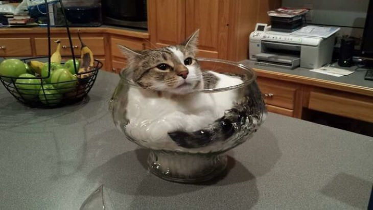 cats chilling in odd places A bowlful of cat