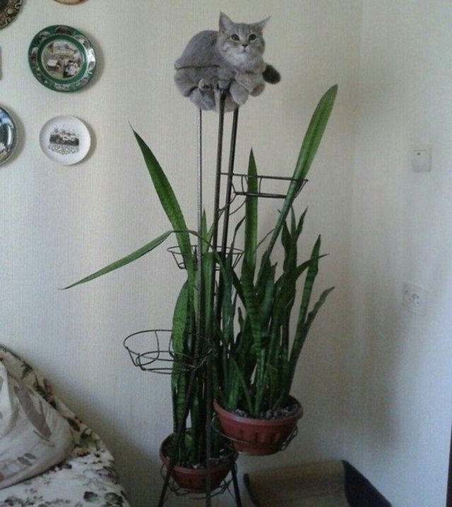 cats chilling in odd places flower stand