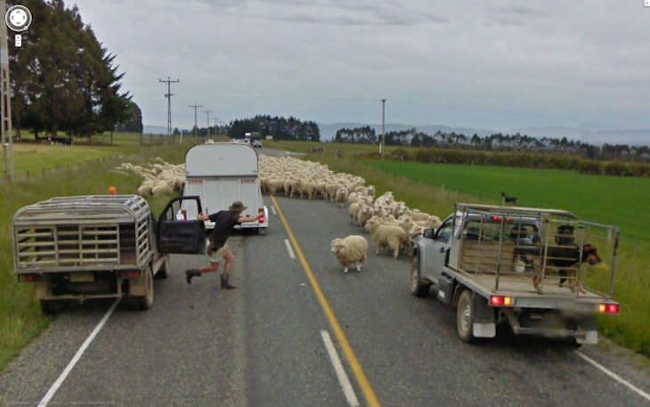 Unusual Images Caught in Google Street View sheep