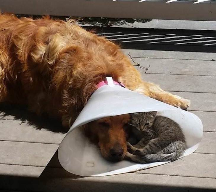 12 Heartwarming Moments of Love and Closeness cat and dog