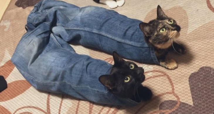 cats chilling in odd places cats in jeans