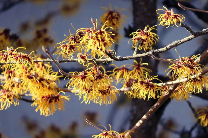 witch hazel plant