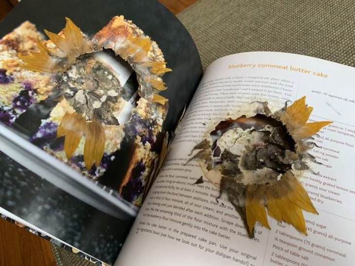 How different items look after being left untouched for too long flower in a book