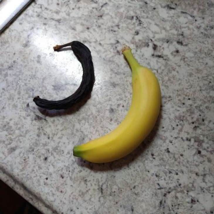 How different items look after being left untouched for too long banana