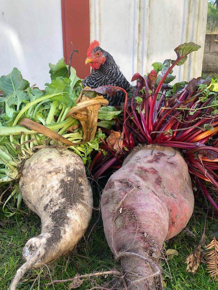 How different items look after being left untouched for too long beets