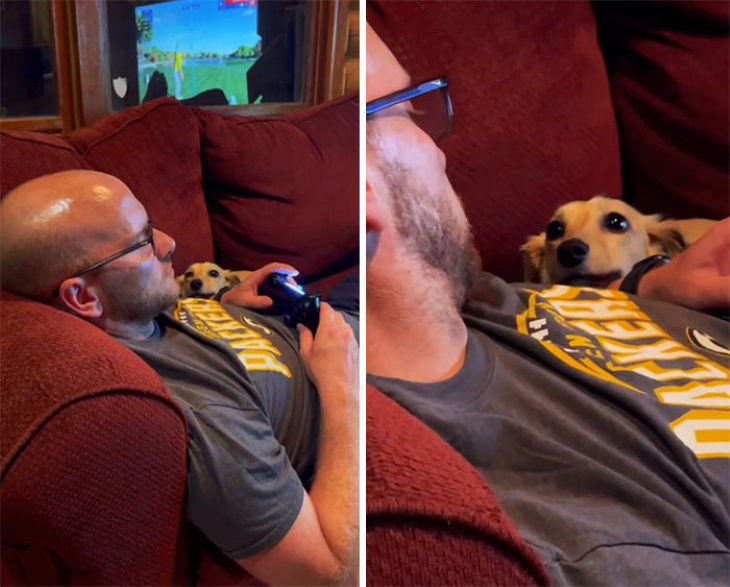 Cute Pets dog looking at man playing video games