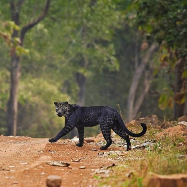 Poignant Photos melanistic leopard