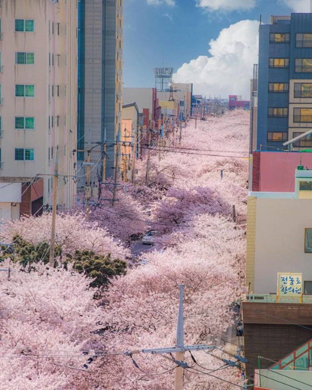 Poignant Photos Jeju City overwhelmed by cherry blossoms