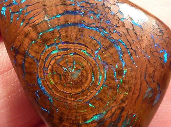 Poignant Photos opal fossil